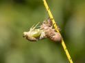 Emerging Cicada 010.jpg